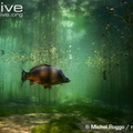Common-carp-in-river-habitat
