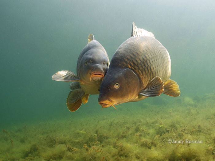 10590619 903408496360136 5619490774460137605 n